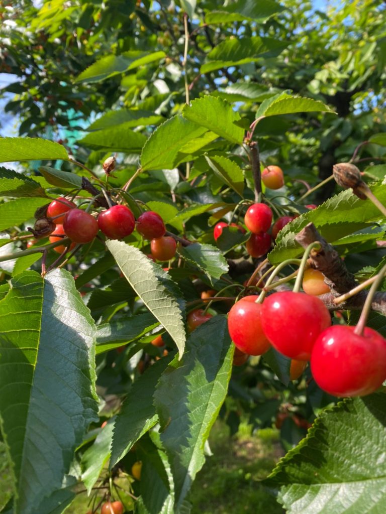 山形の初夏の果物「さくらんぼ」佐藤錦や紅秀峰など6月～７月にかけて食べることができます。新品種「やまがた紅王」も令和４年から少しずつ出荷されるそうです。